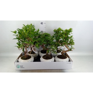 Bonsai   ...mix
