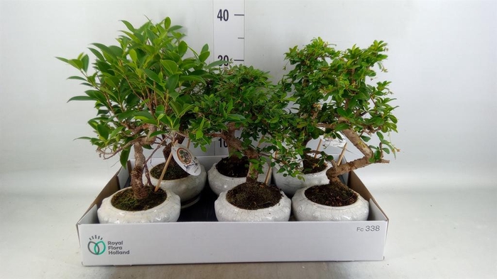 <h4>Bonsai   ...mix</h4>