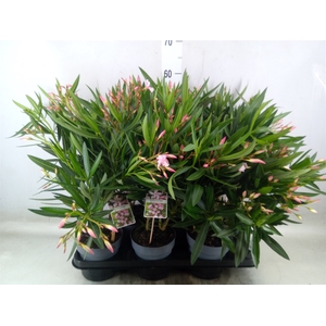 Nerium oleander   ...