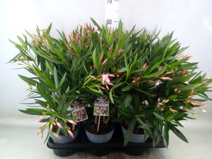 <h4>Nerium oleander   ...</h4>