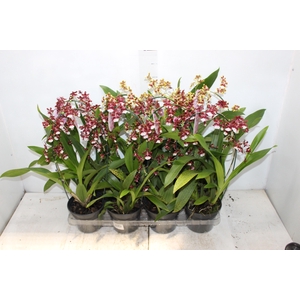 ONCIDIUM SHARRY BABY P15 ARCO
