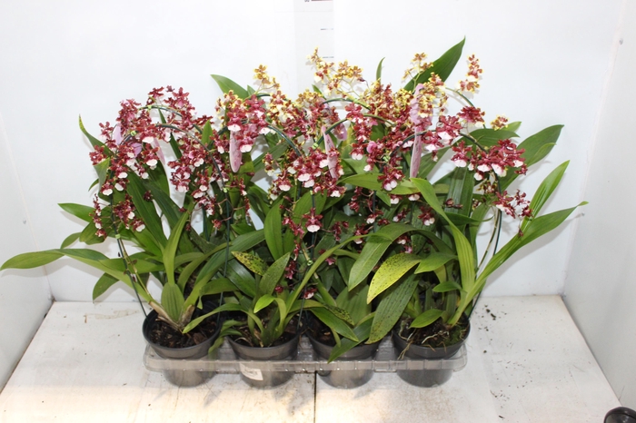 <h4>ONCIDIUM SHARRY BABY P15 ARCO</h4>