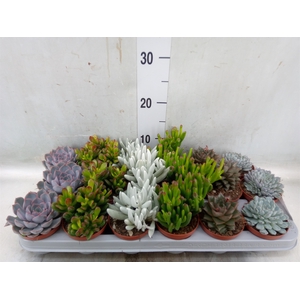 Succulents   ...