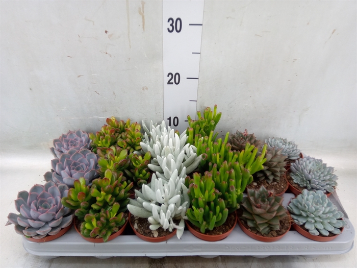 <h4>Succulents   ...</h4>