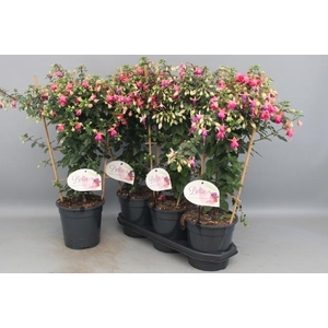 FUCHSIA OV