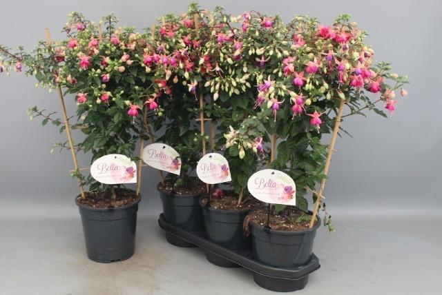 <h4>FUCHSIA OV</h4>