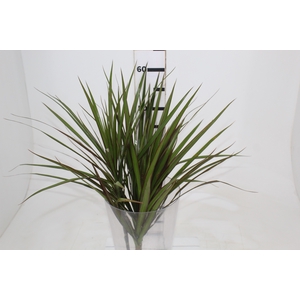 FOLHAGEM DRACENA TRICOLOR