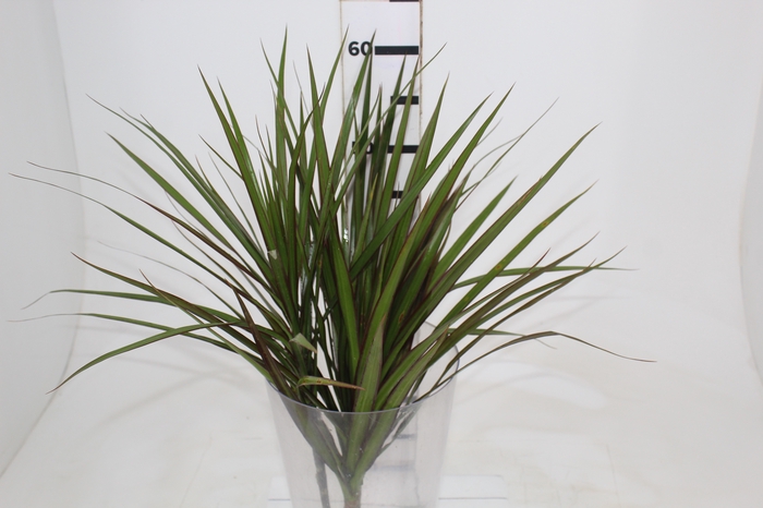 <h4>FOLHAGEM DRACENA TRICOLOR</h4>