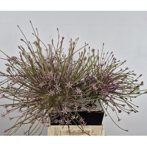 ALLIUM SHUBERTII