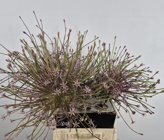 <h4>ALLIUM SHUBERTII</h4>