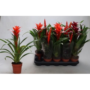 BROMELIA GEM