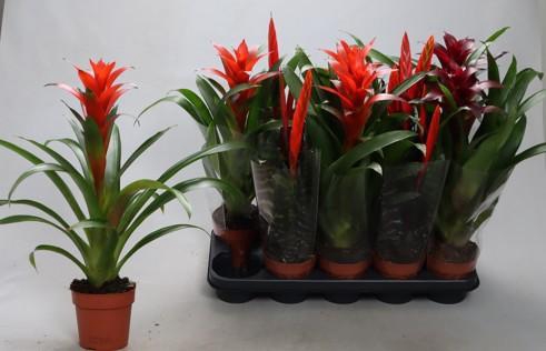 <h4>BROMELIA GEM</h4>