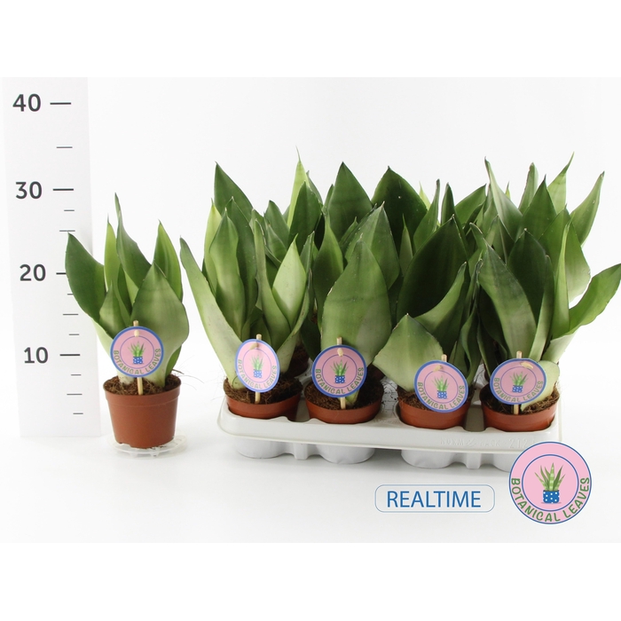 <h4>SANSEV MOONSHINE</h4>