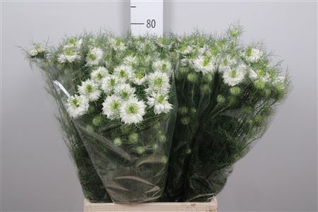 Nige D Mystery White