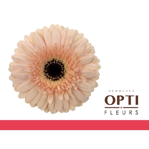 GE GR CAFE DEL MAR-Diamond*30