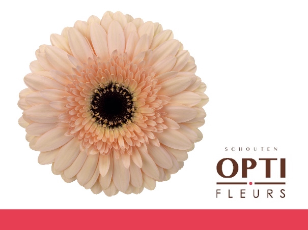 <h4>GE GR CAFE DEL MAR-Diamond*30</h4>