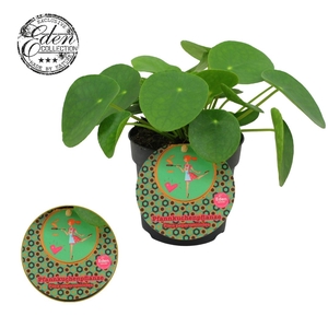 Pilea Peperomioides 10,5cm Duits etiket