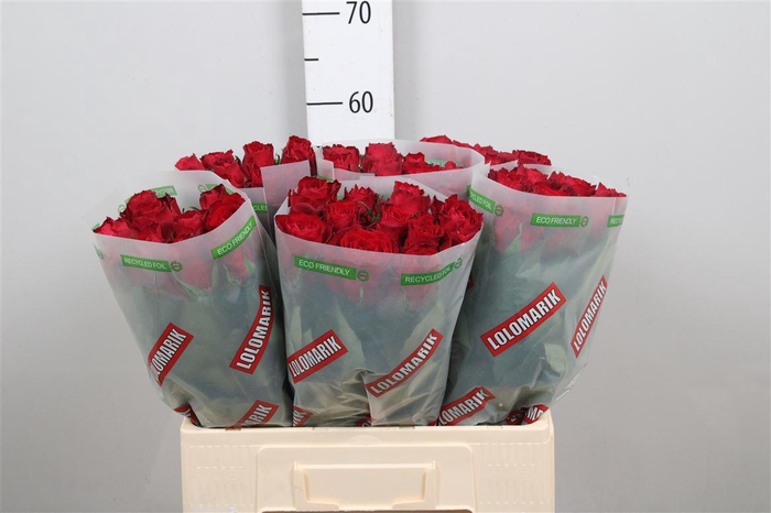 <h4>R Gr Madam Red</h4>