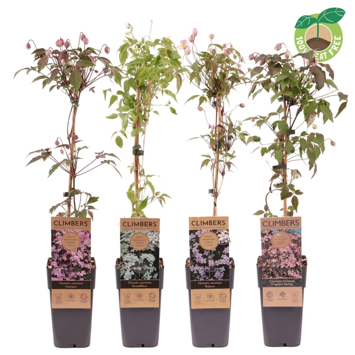 <h4>Clematis Montana</h4>