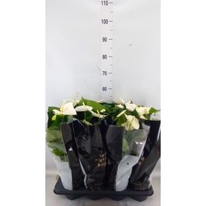 Anthurium andr. 'Alpine'