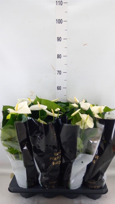 <h4>Anthurium andr. 'Alpine'</h4>