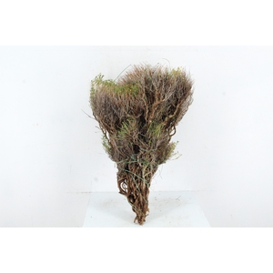 EUPHORBIA SPINOZA 350GR