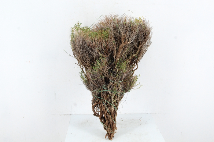 <h4>EUPHORBIA SPINOZA 350GR</h4>