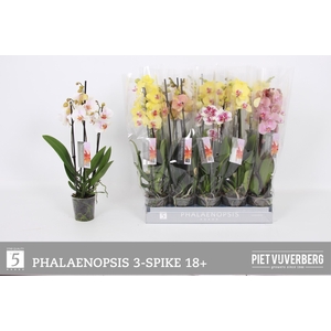 PHAL GEM 5 KL