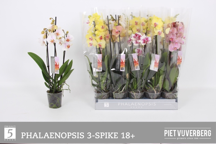 <h4>PHAL GEM 5 KL</h4>
