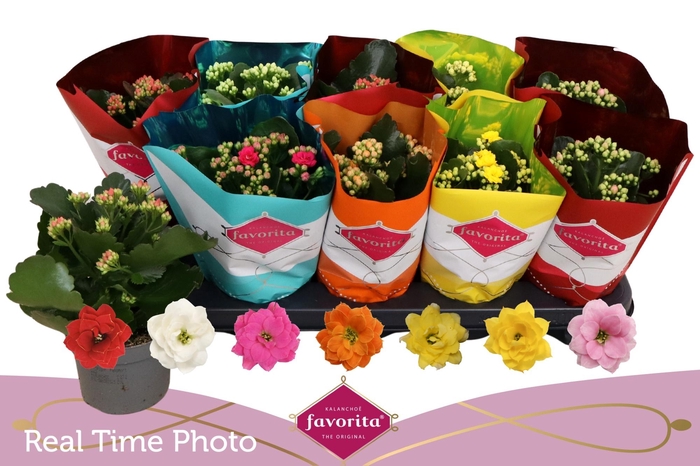<h4>KAL GE PERF GEM 6 KL</h4>