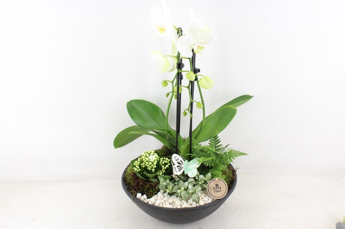 <h4>arr2 PL - Ebbischaal x1 cascade wit</h4>