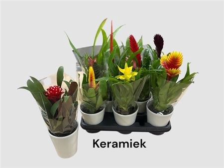 <h4>Bromelia Gem Deco Ceramic</h4>