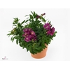 ALST COLORITA PURPLE