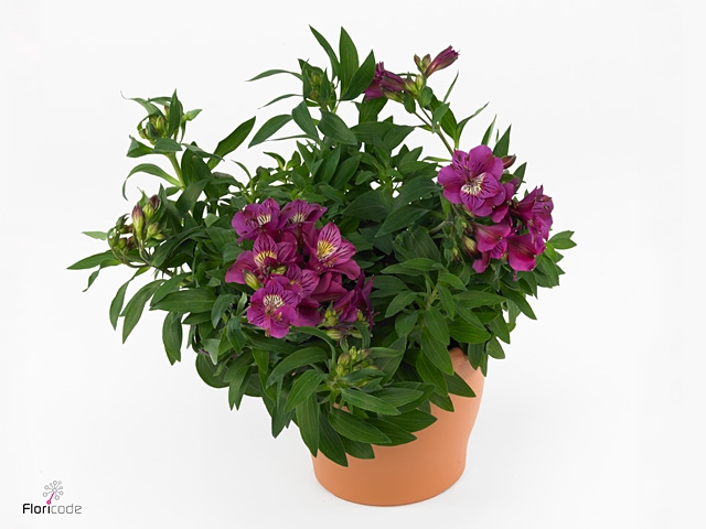 ALST COLORITA PURPLE