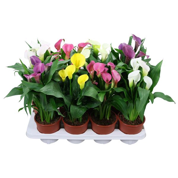 <h4>Zantedeschia gemengd Calla mix</h4>