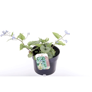 Brunnera macr. Alexander's Great