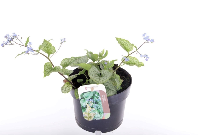 <h4>Brunnera macr. Alexander's Great</h4>