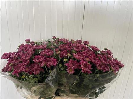 <h4>CHR T GOMPIE PURPER</h4>