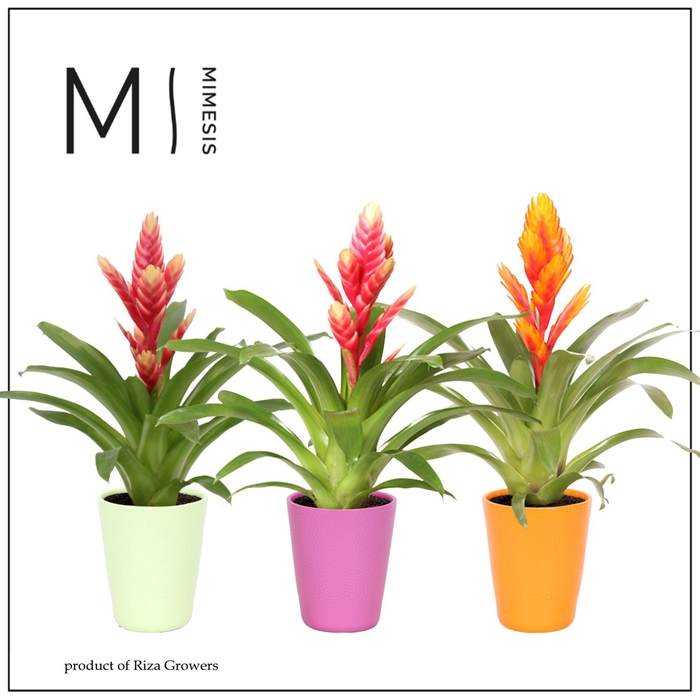 <h4>Vriesea gemengd 5 soorten</h4>