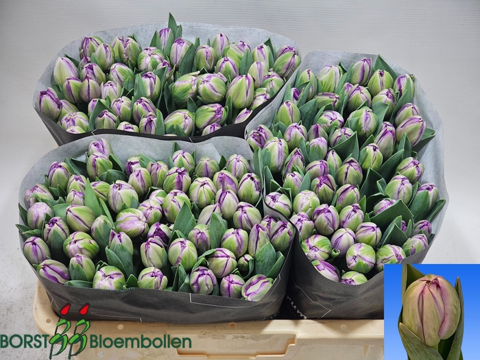 <h4>TU DU SAIGON DOUBLE</h4>