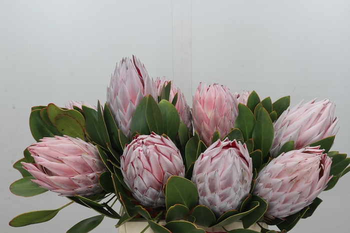 <h4>Protea Cynaroides</h4>