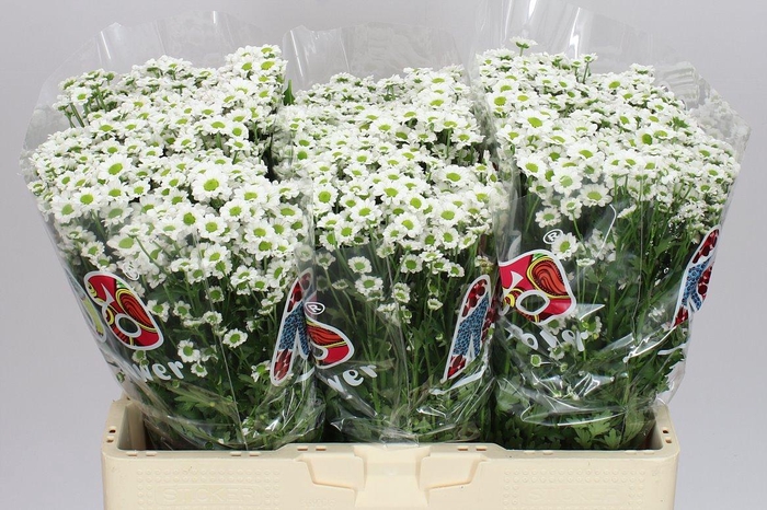 <h4>Sant Mad White</h4>