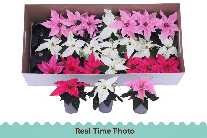 <h4>EUPHOR P PRI GEM</h4>