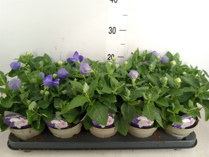 <h4>Platycodon grand. 'Astra Blue'</h4>