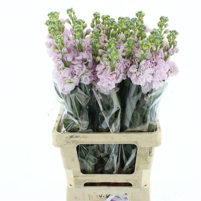 <h4>MATTH IRON CHERRY BL</h4>