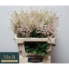 Astilbe Europa Roze