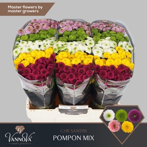 Chr S Pompon Gem Bs