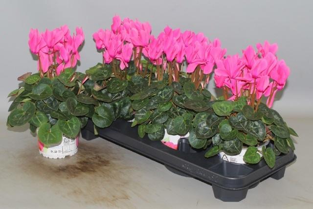 <h4>CYCL GR SUP XL</h4>