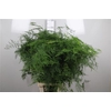 Asparagus Setaceus