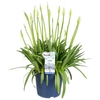 Agapa Amourette Superb Blauw